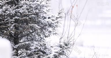 冬天大雪中的松树特写镜头